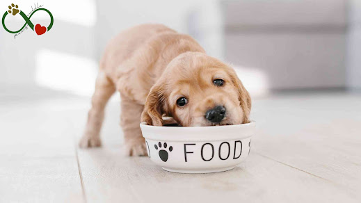 dog food