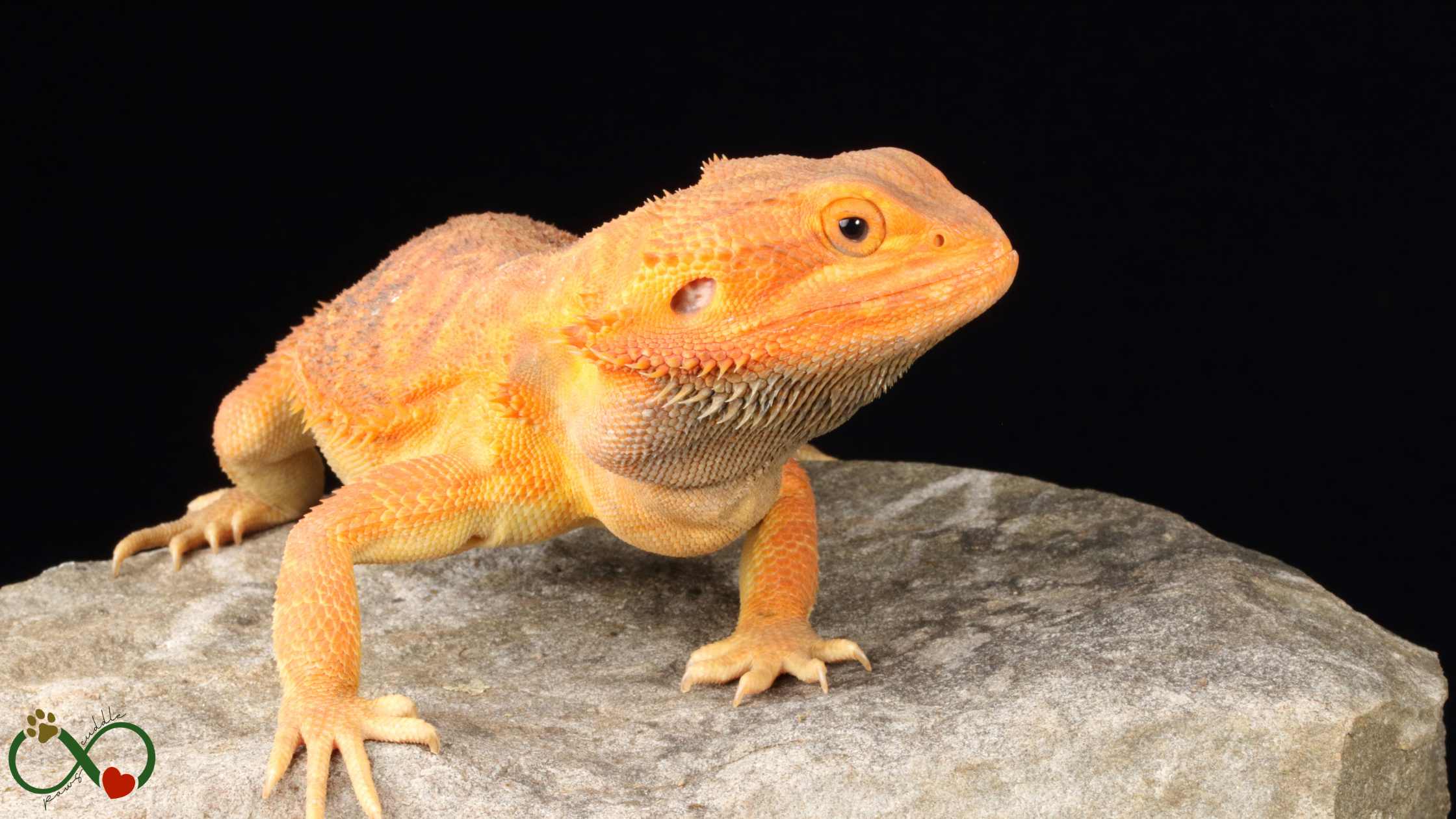 Are bearded dragons easy to keep alive?