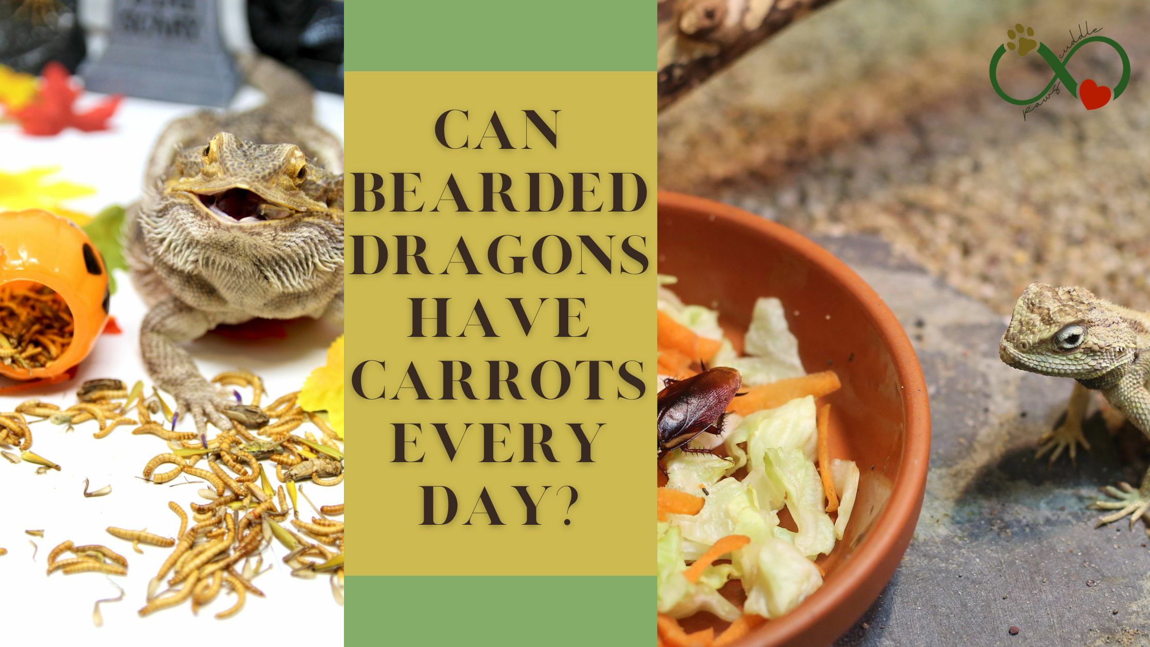 Can bearded dragons have carrots every day?
