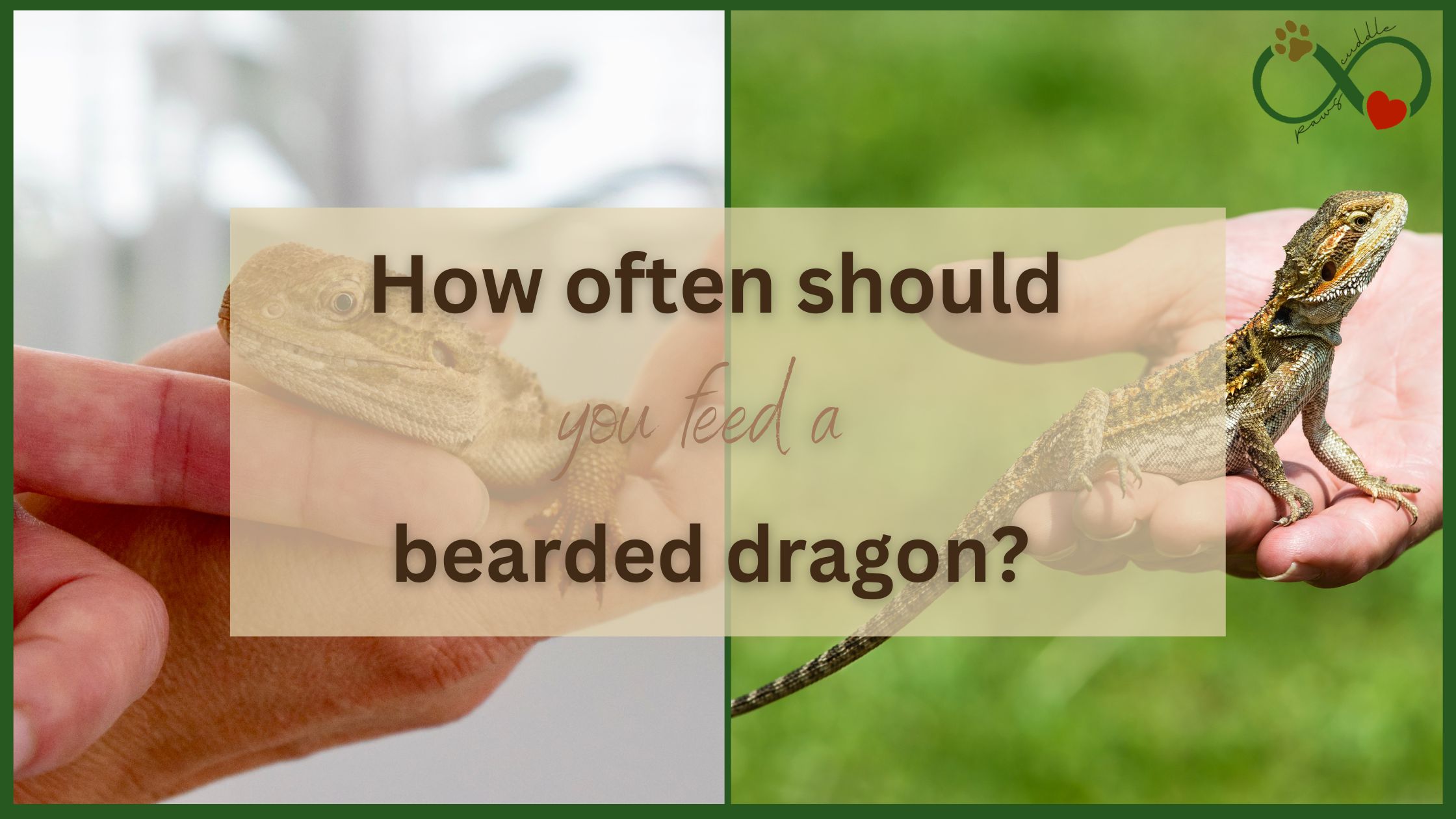 How often should you feed a bearded dragon?
