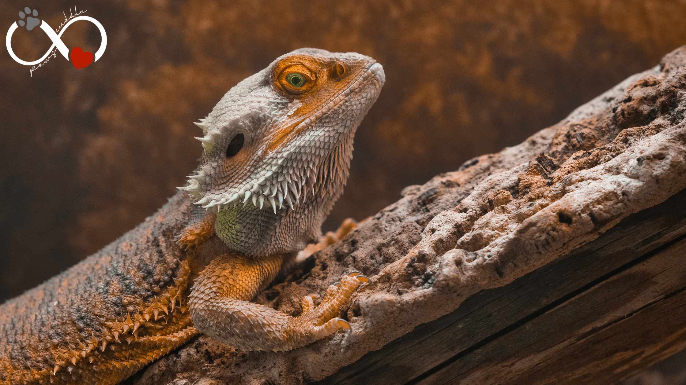 Do bearded dragons get lonely
