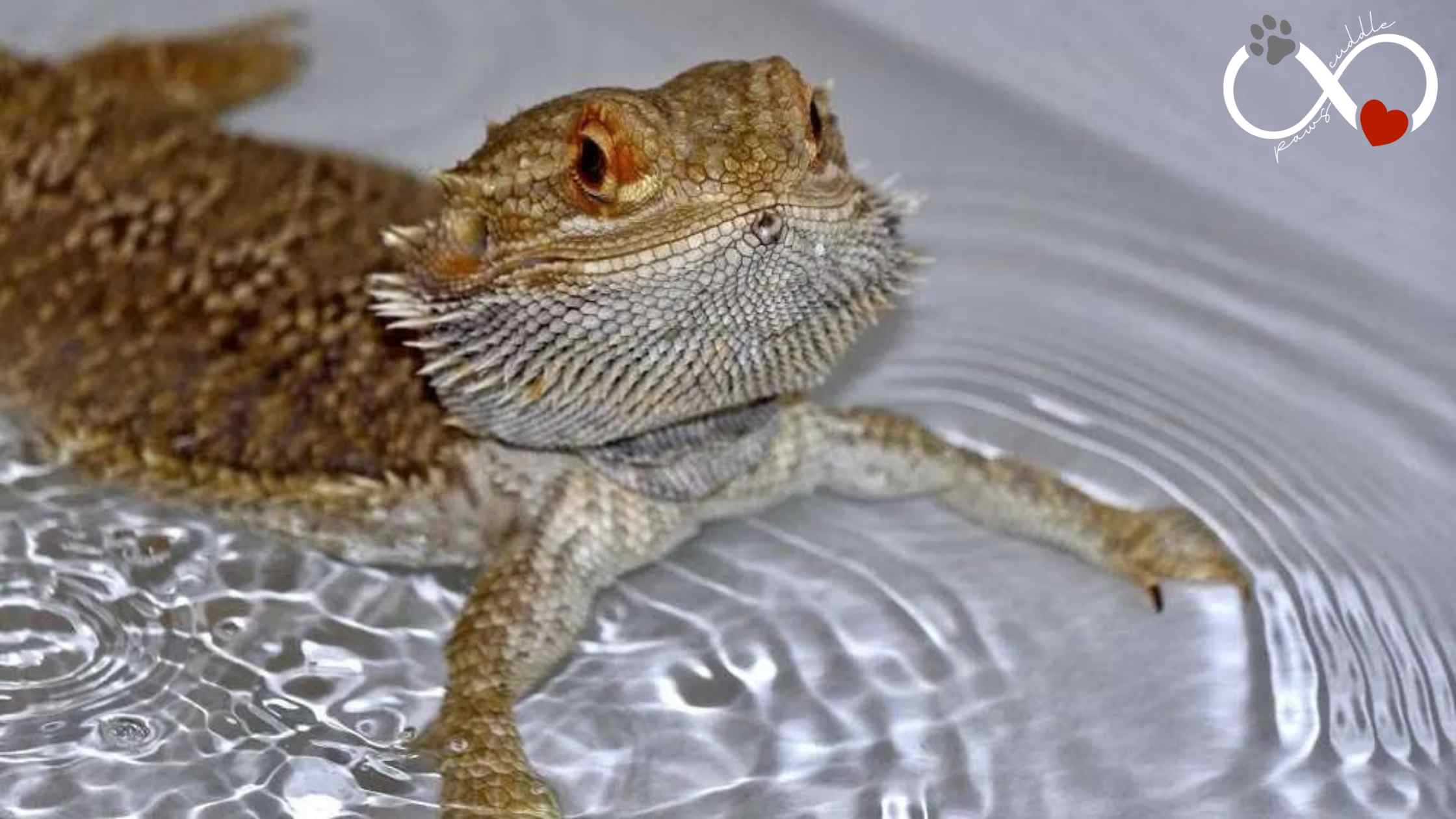 How often do you bathe a bearded dragon