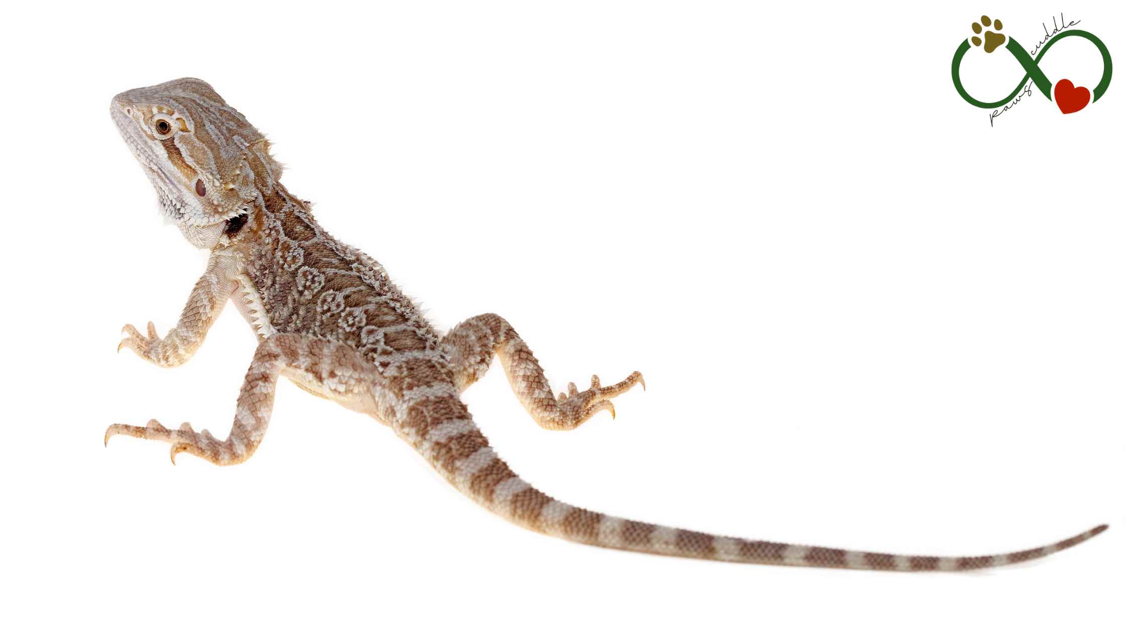 What is the lifespan of a pet bearded dragon?