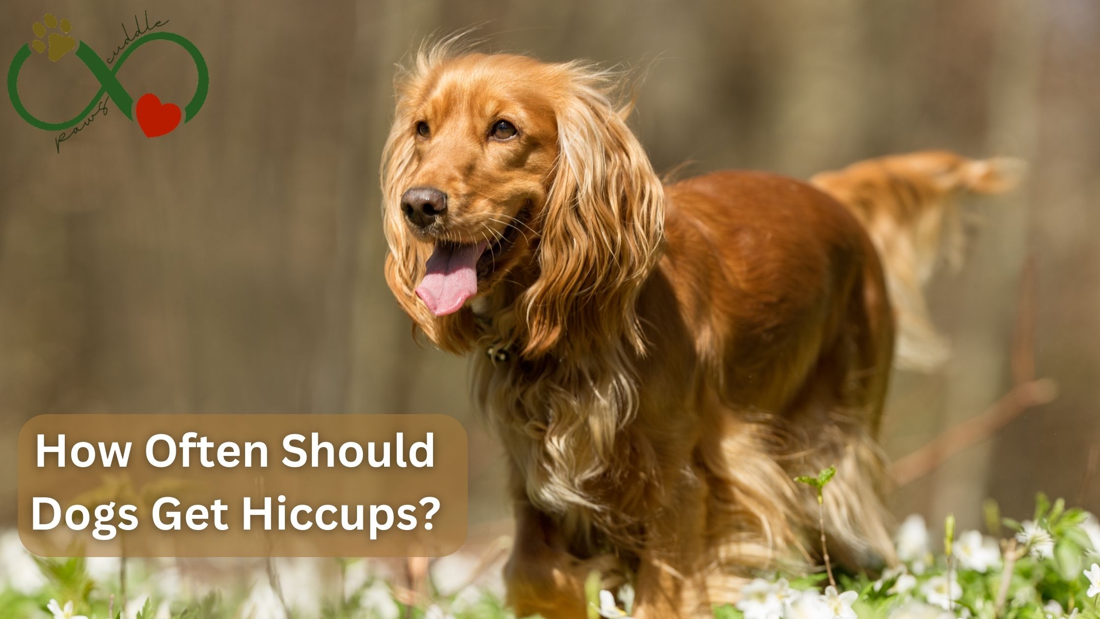 How often should dogs get hiccups?