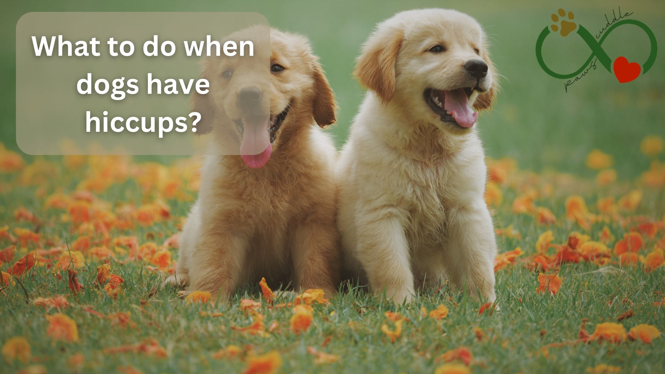 What to do when dogs have hiccups?