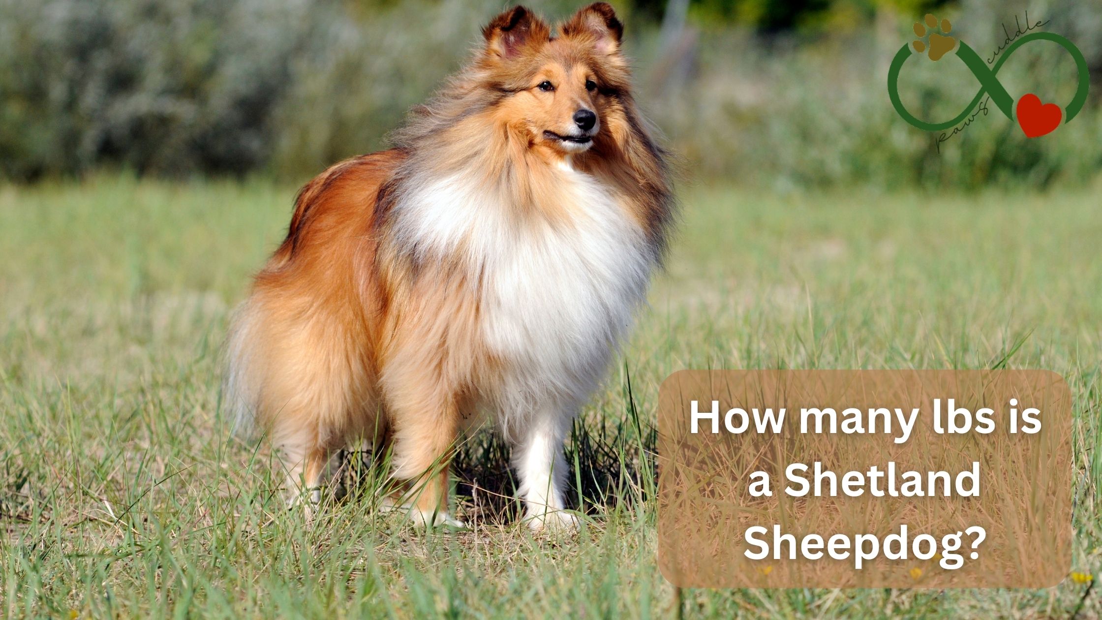 /How many lbs is a Shetland Sheepdog?