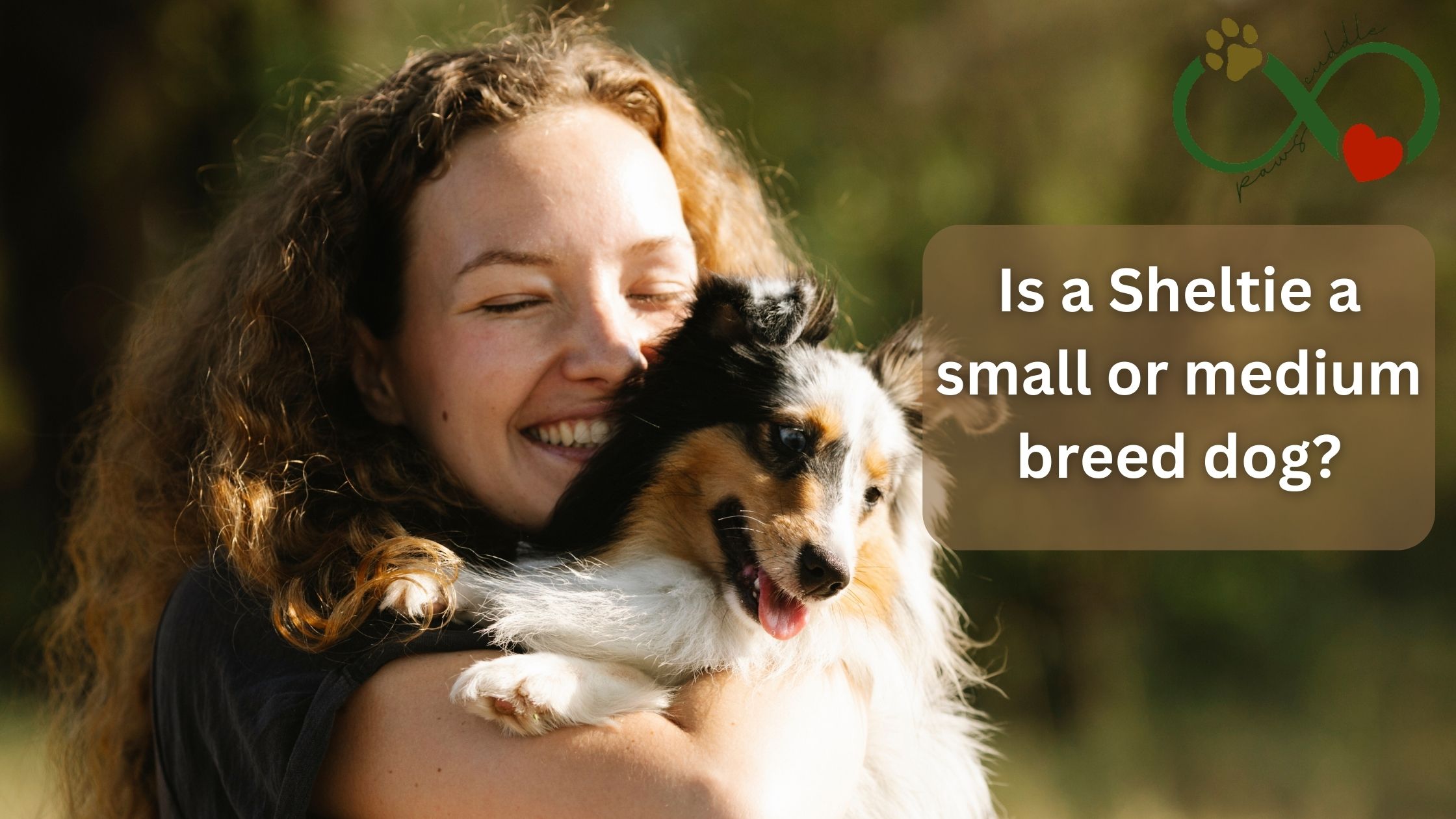 Is a Sheltie a small or medium breed dog?