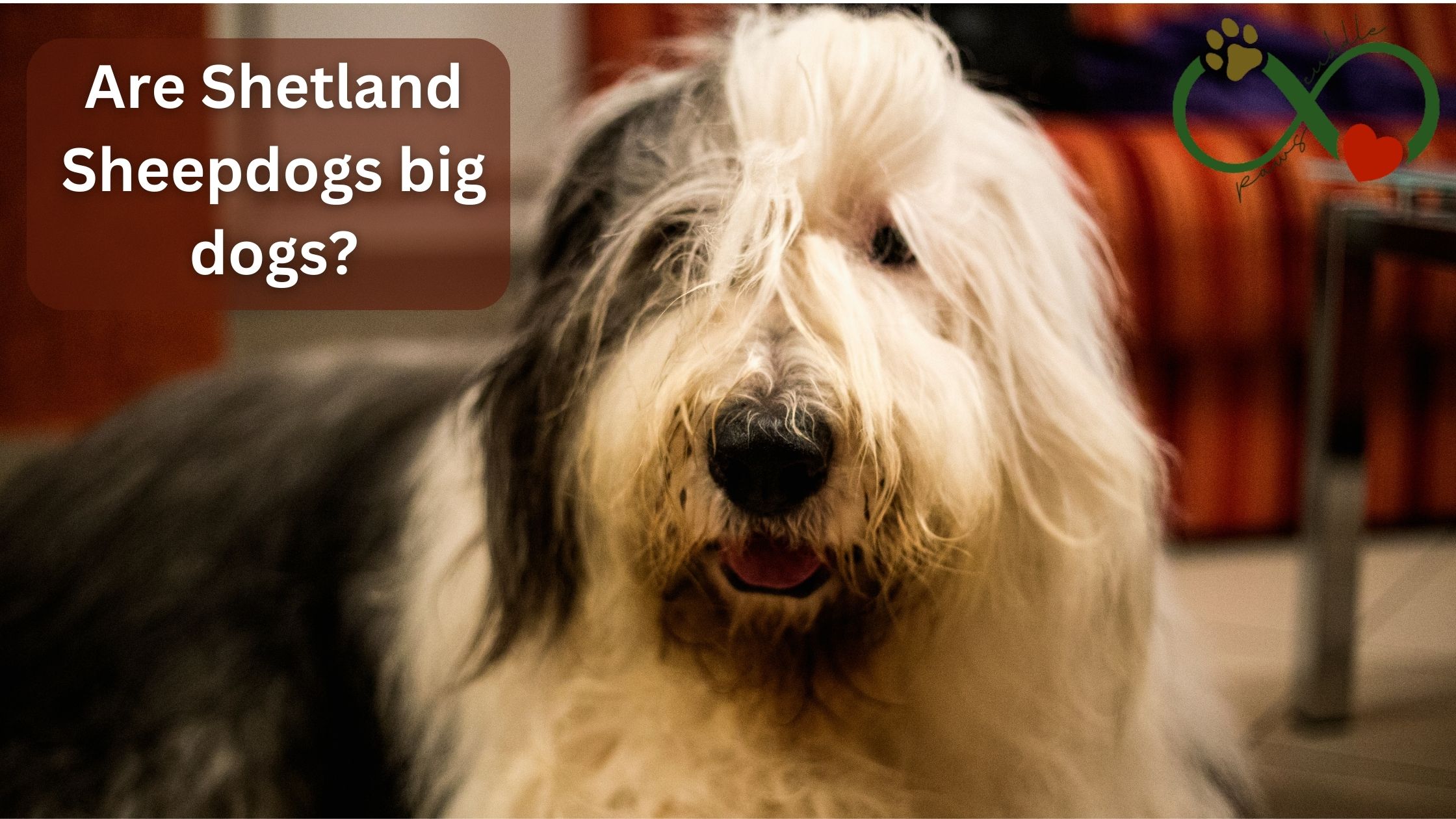 Are Shetland Sheepdogs big dogs?