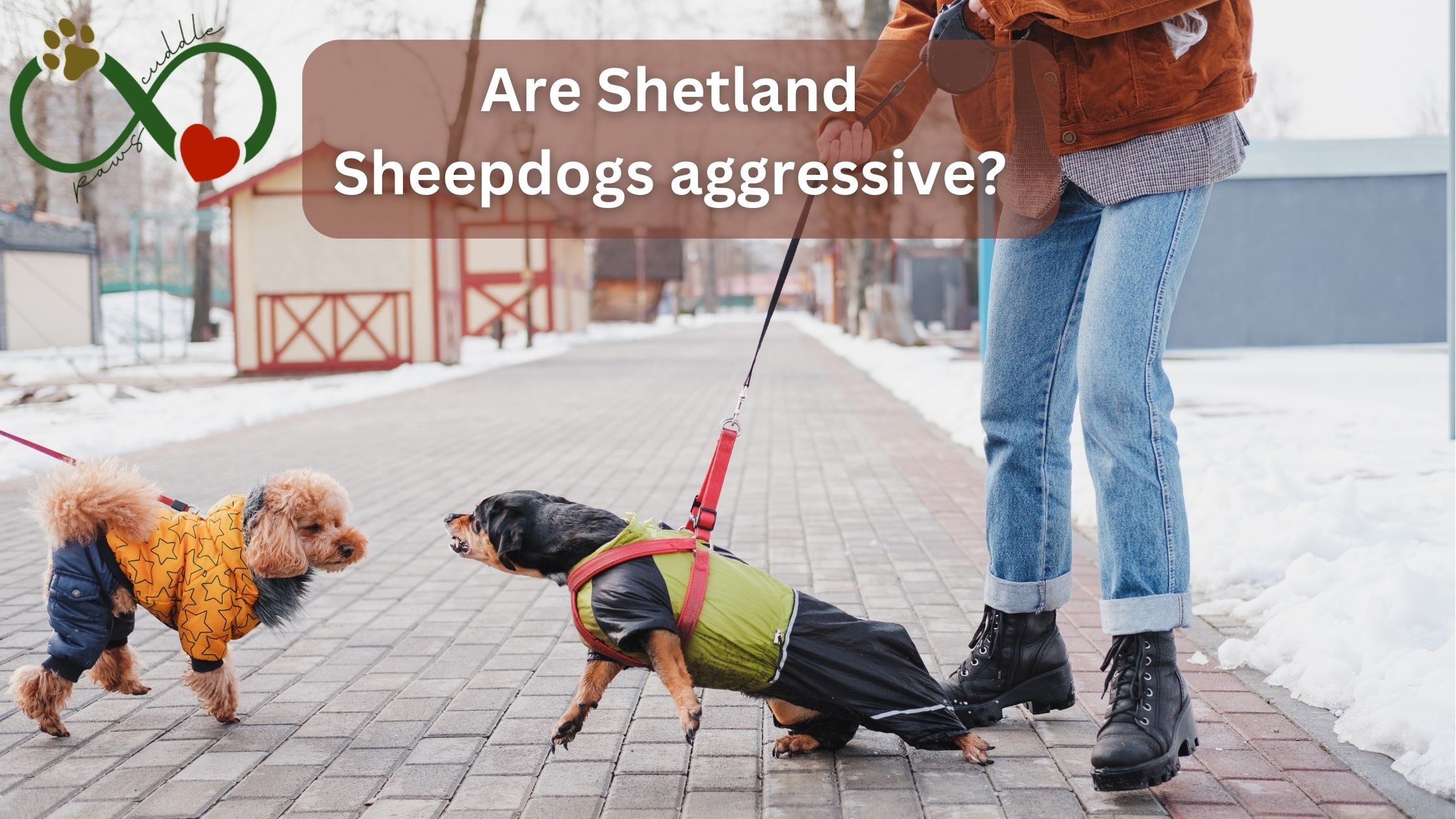 Are Shetland Sheepdogs aggressive?