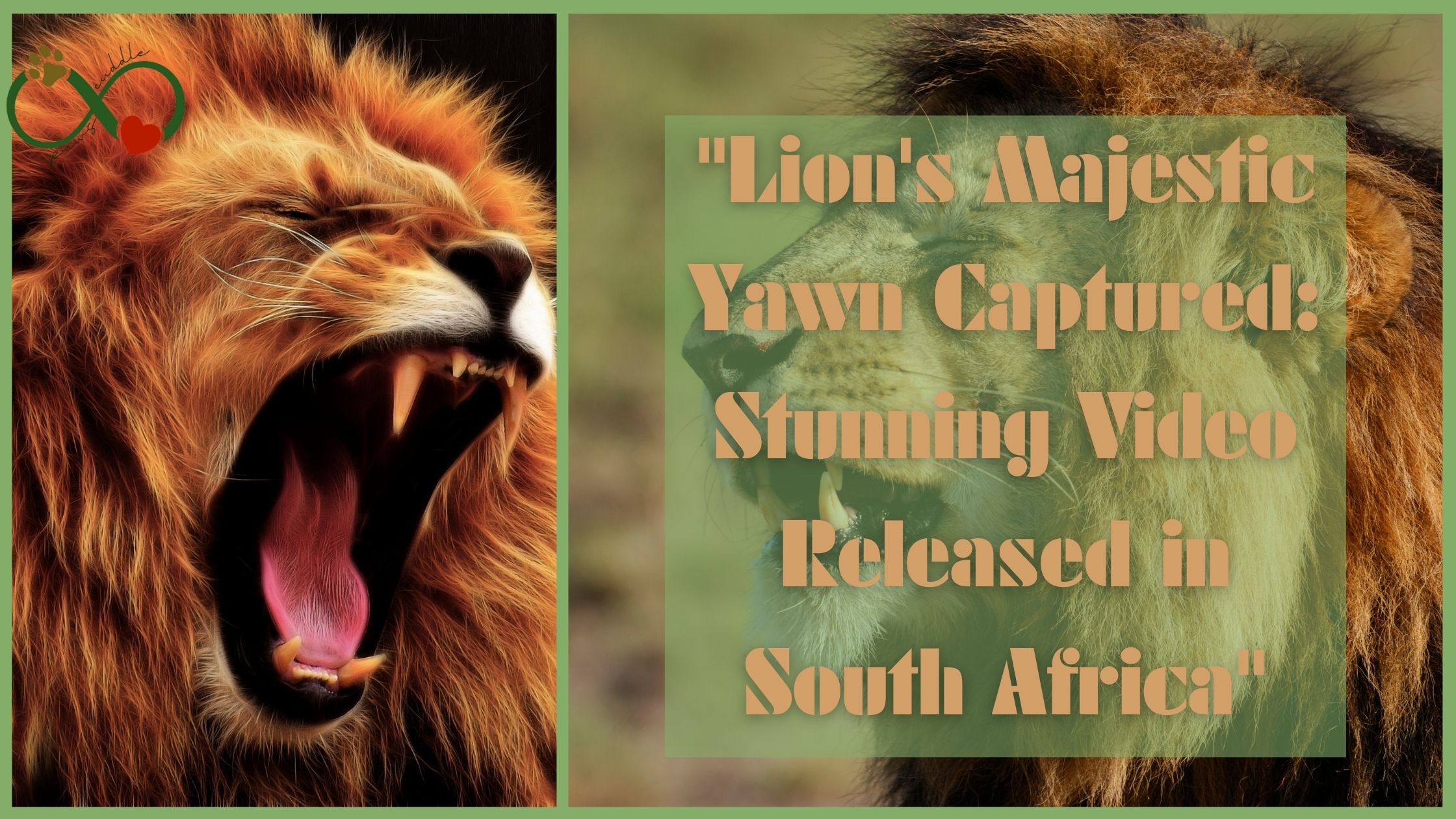 "Lion's Majestic Yawn Captured: Stunning Video Released in South Africa"
