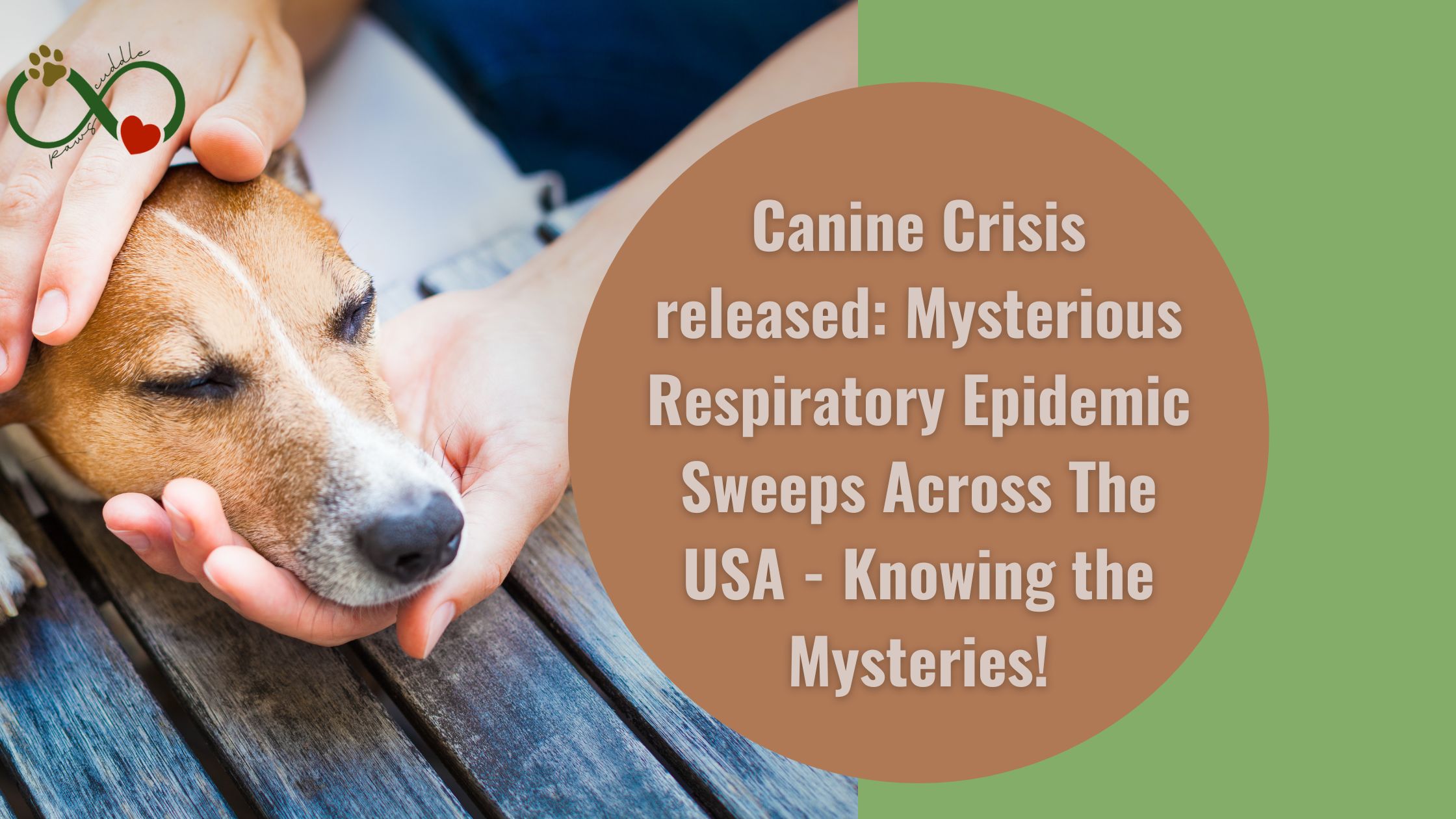 Canine Crisis released: Mysterious Respiratory Epidemic Sweeps Across The USA - Knowing the Mysteries!