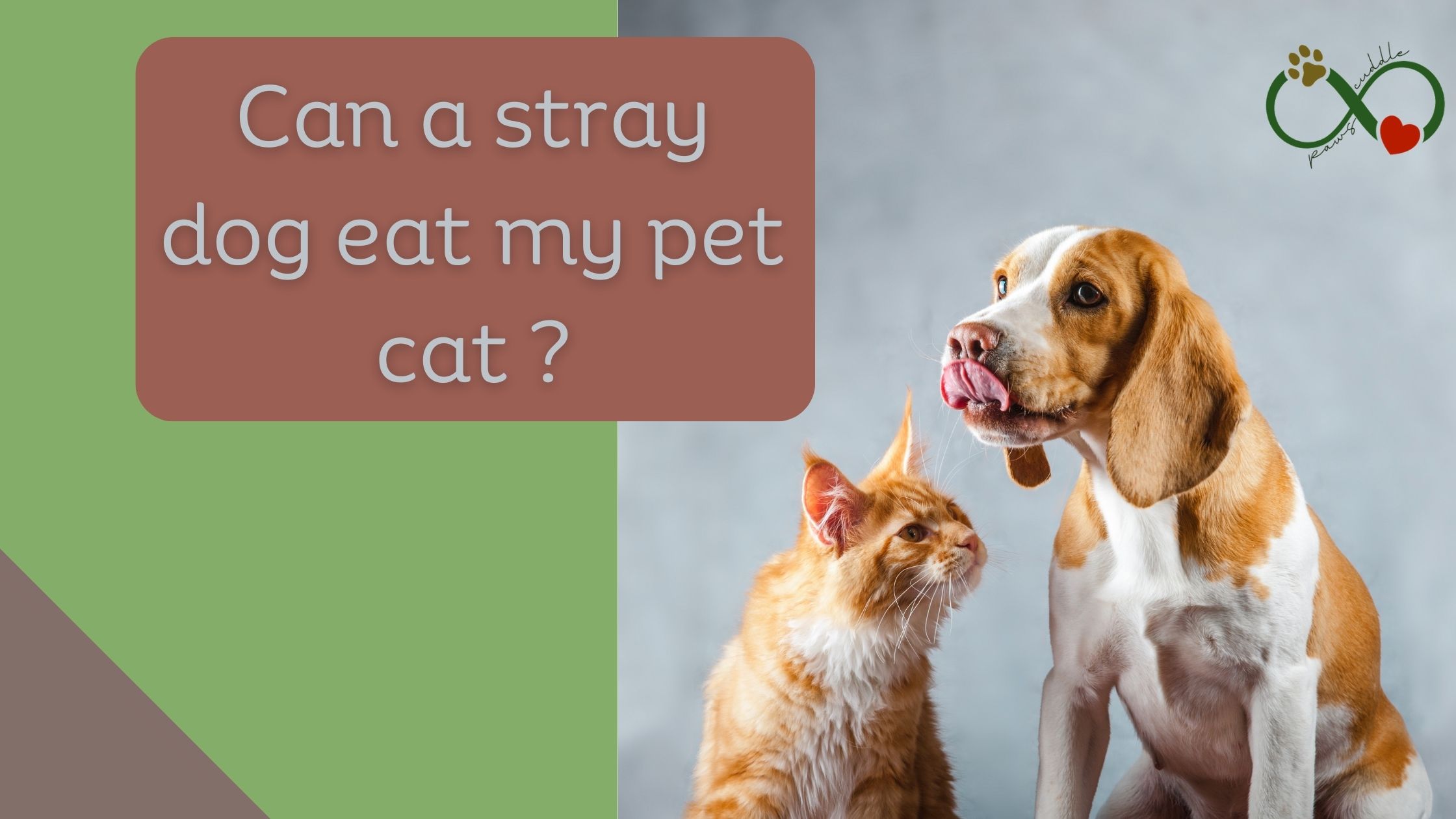 Can a stray dog eat my pet cat ?