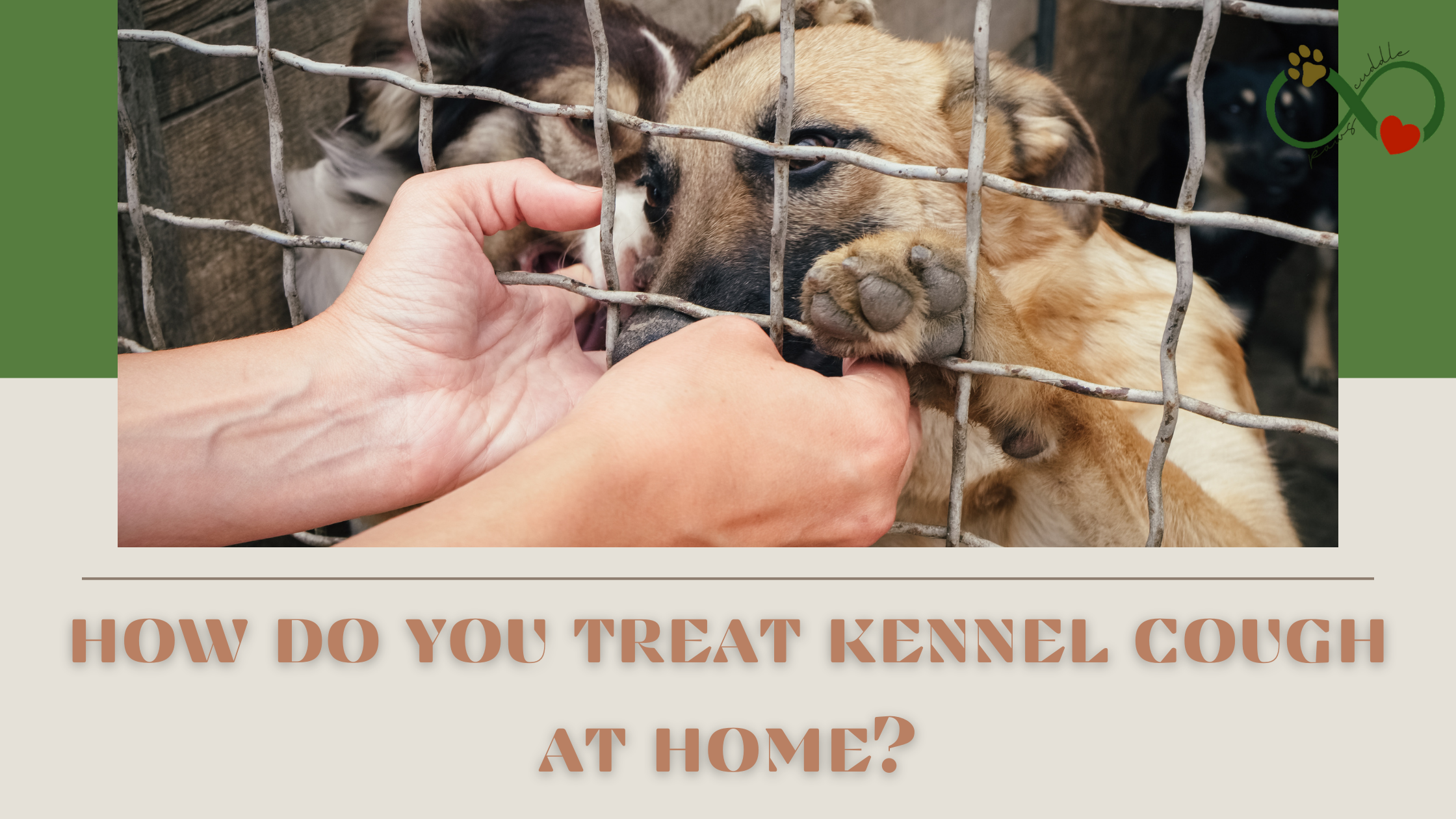 how do you treat kennel cough at home?