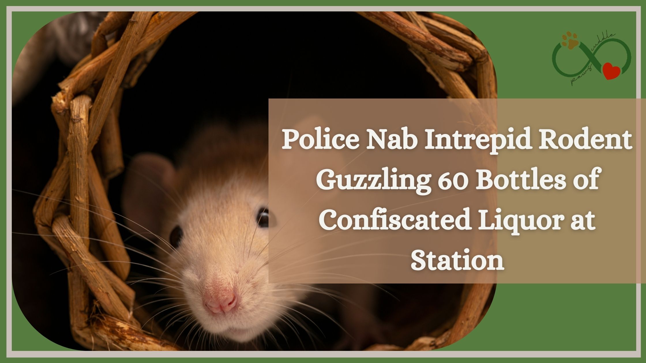 Police Nab Intrepid Rodent Guzzling 60 Bottles of Confiscated Liquor at Station