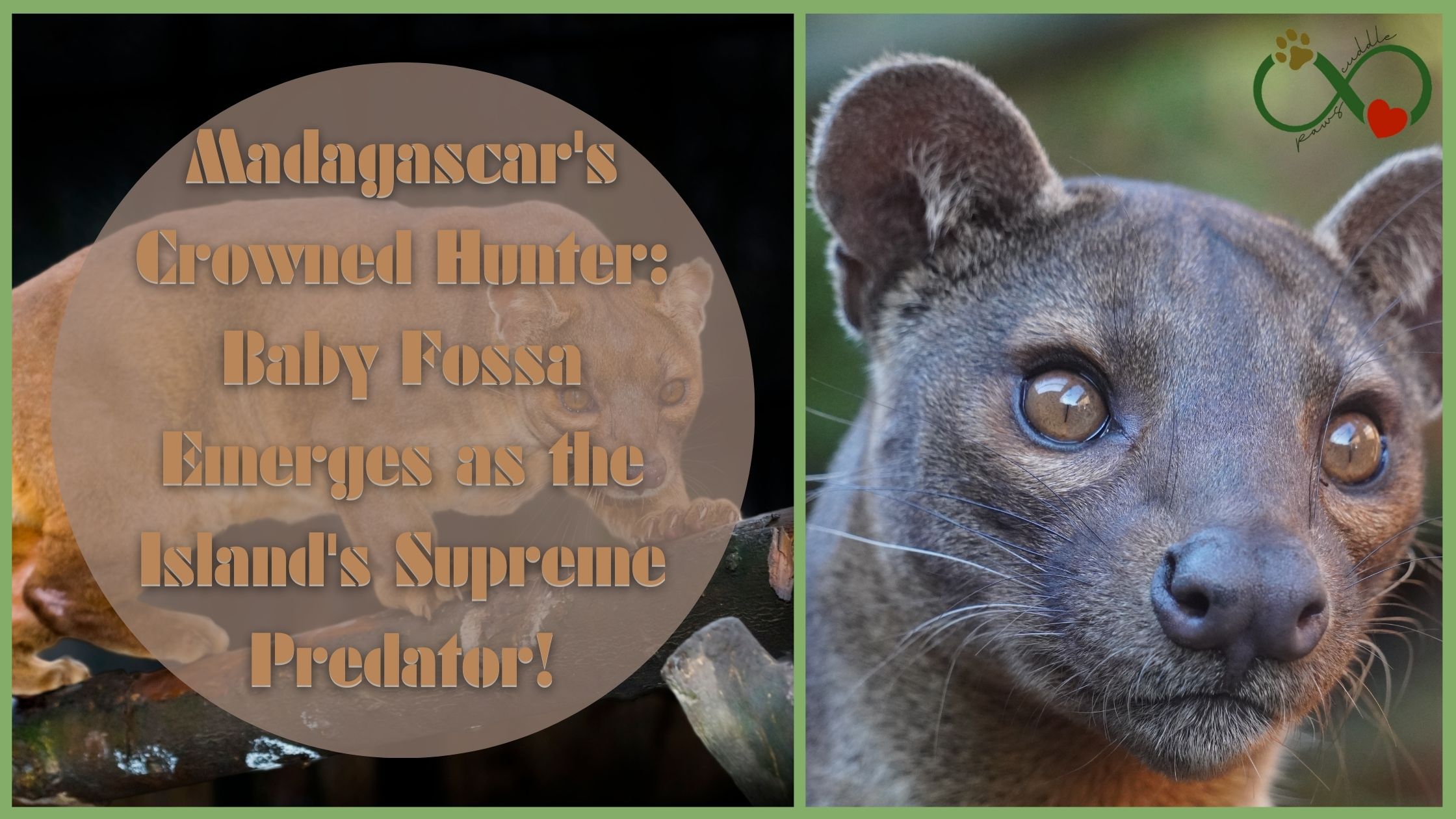 Madagascar's Crowned Hunter: Baby Fossa Emerges as the Island's Supreme Predator!