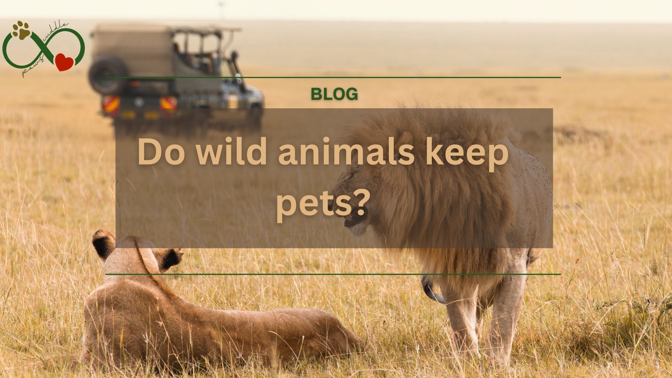 Do wild animals keep pets?