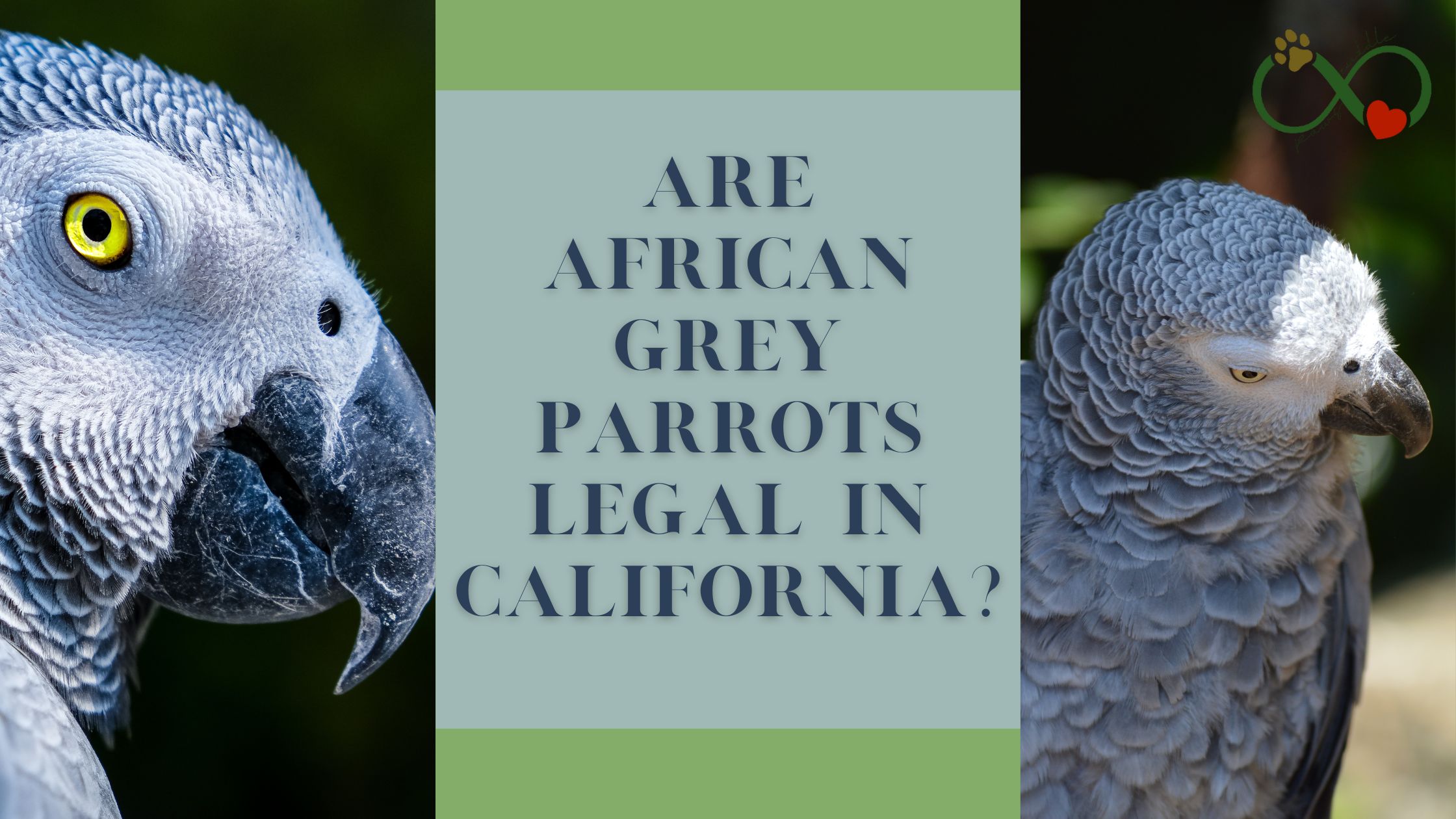 Are African grey parrots legal in California?