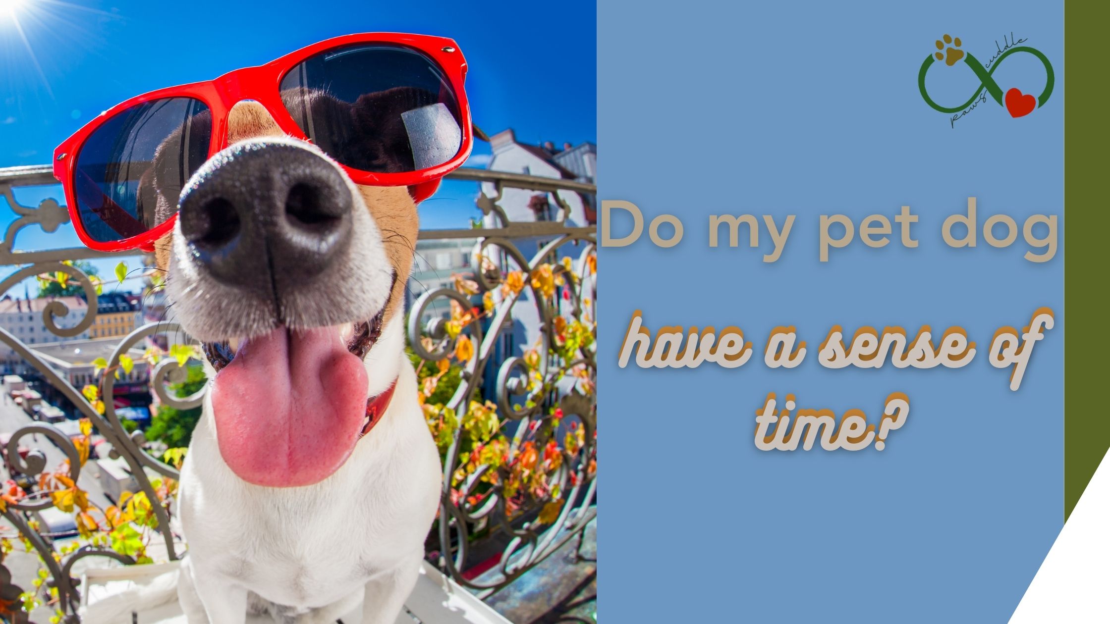 Do my pet dog have a sense of time?