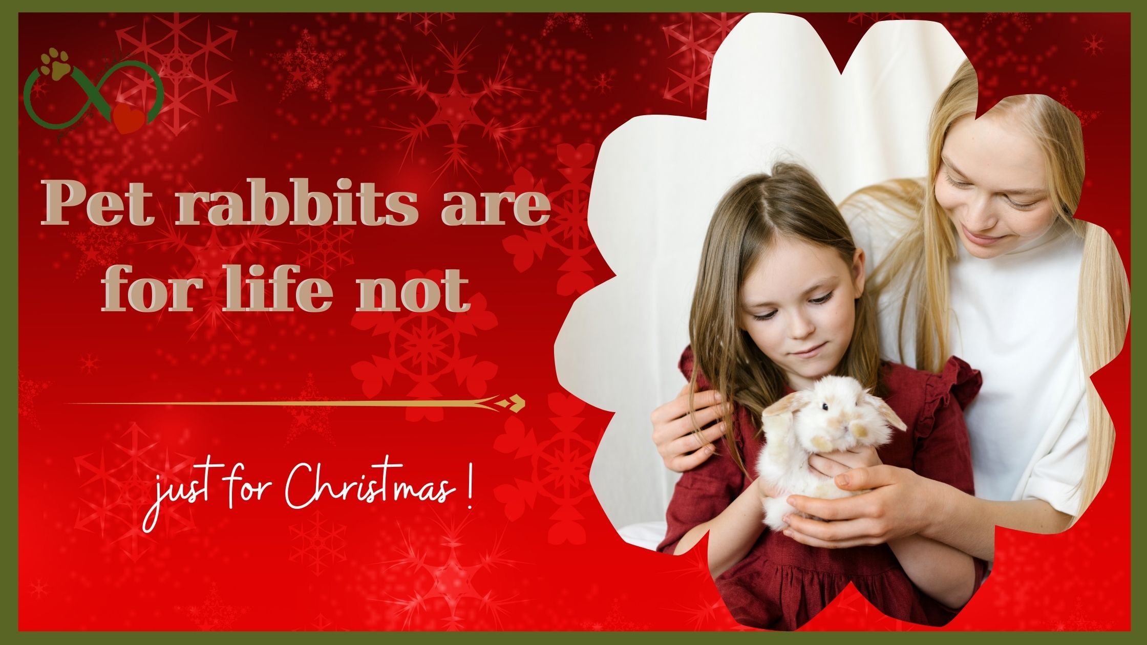 Pet rabbits are for life not just for Christmas !