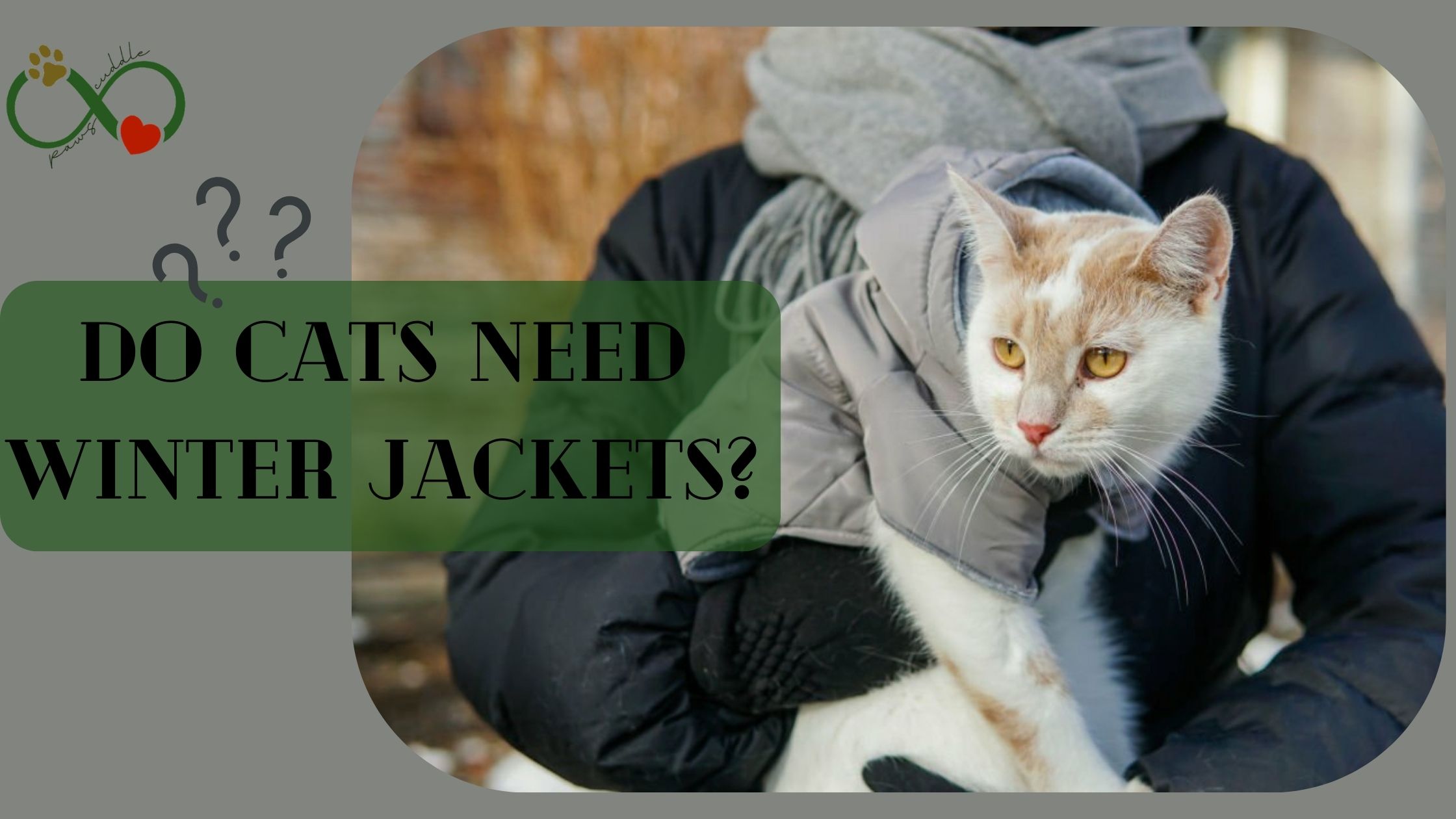 Do cats need winter jackets?