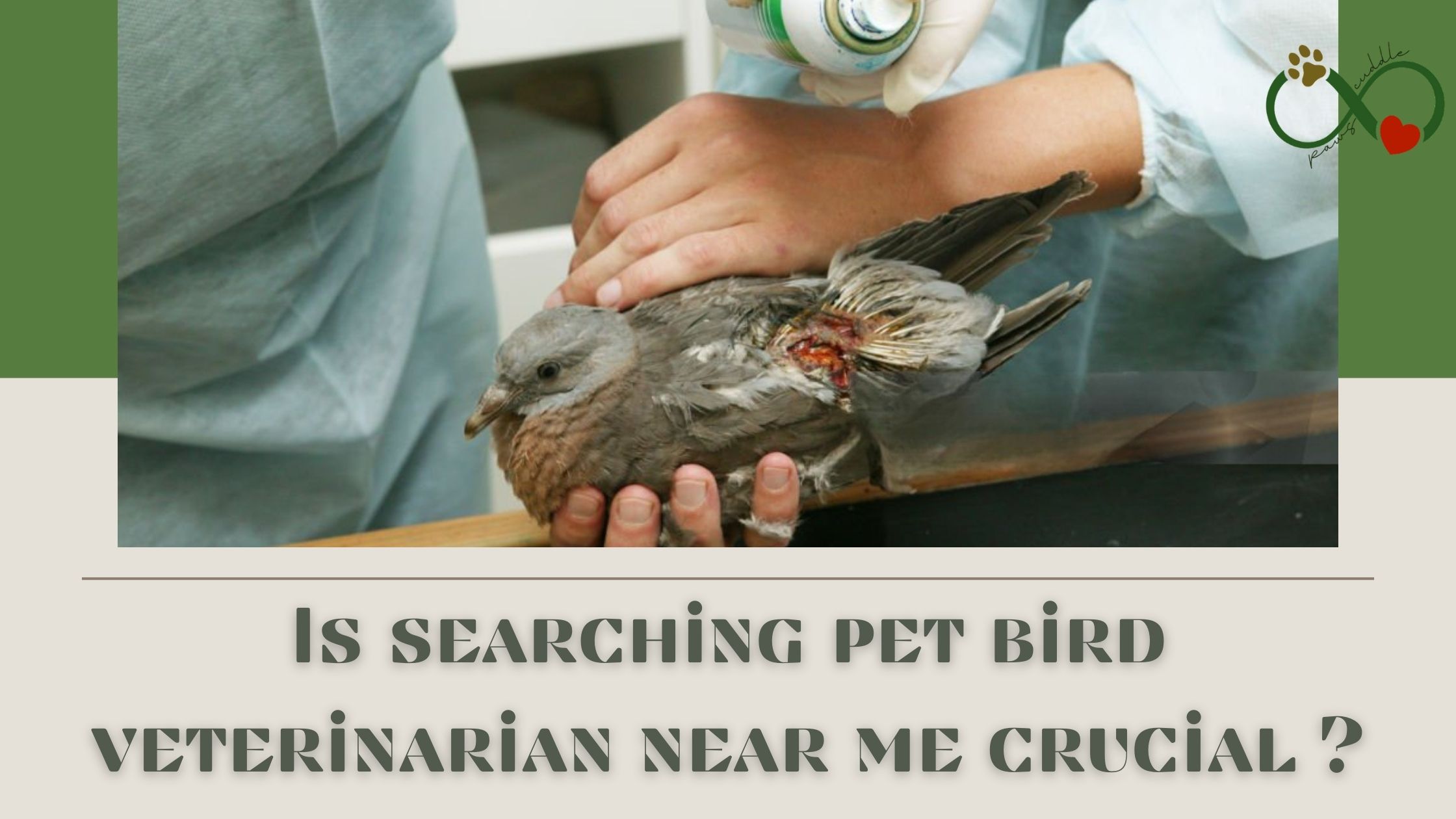 Is searching pet bird veterinarian near me crucial ?