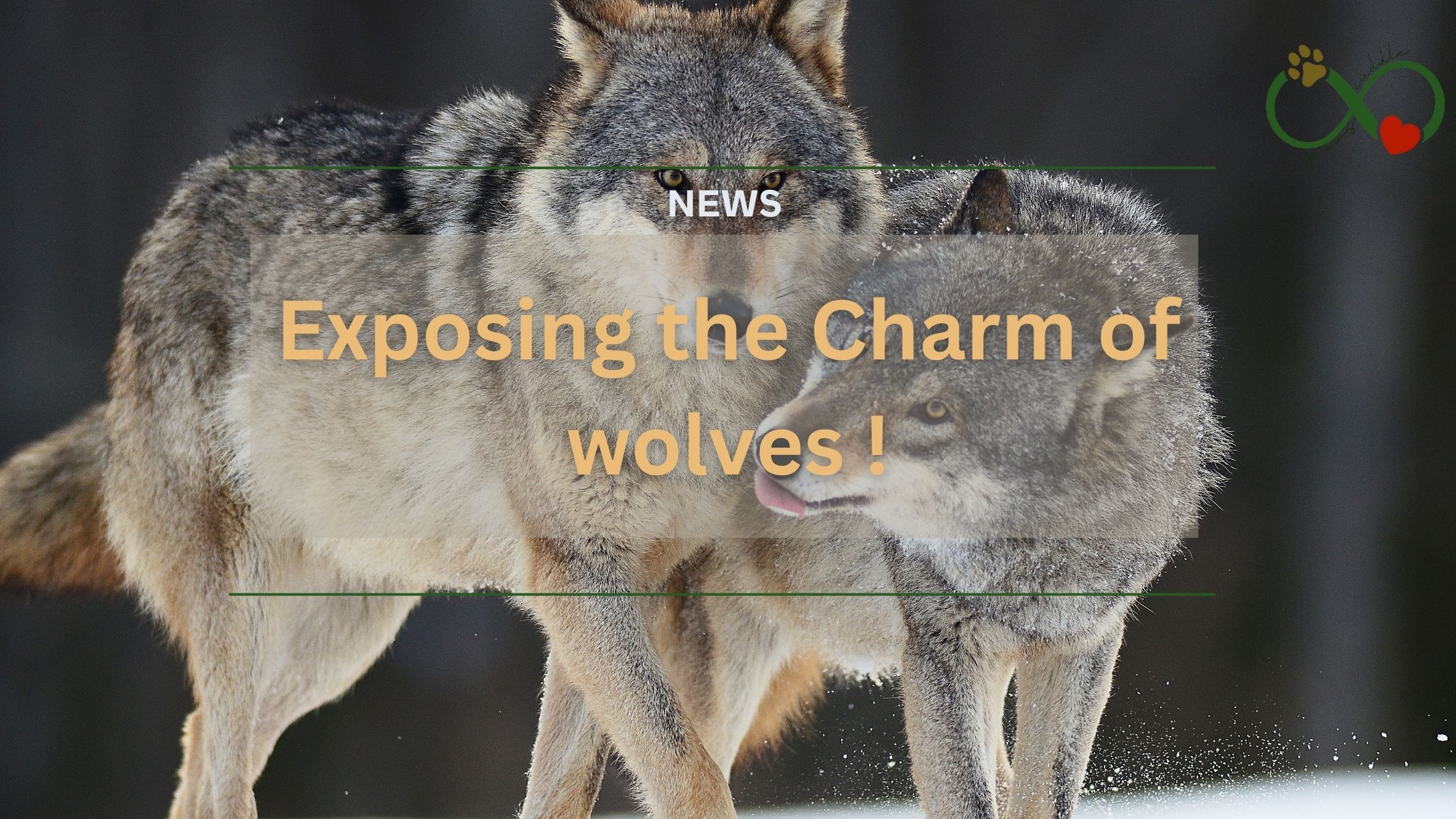 Exposing the Charm of wolves !