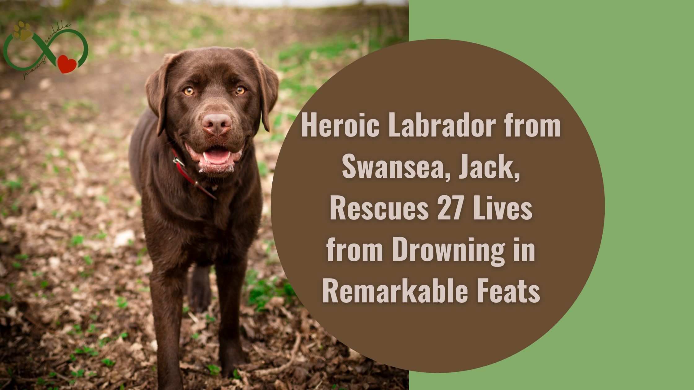 Heroic Labrador from Swansea, Jack, Rescues 27 Lives from Drowning in Remarkable Feats