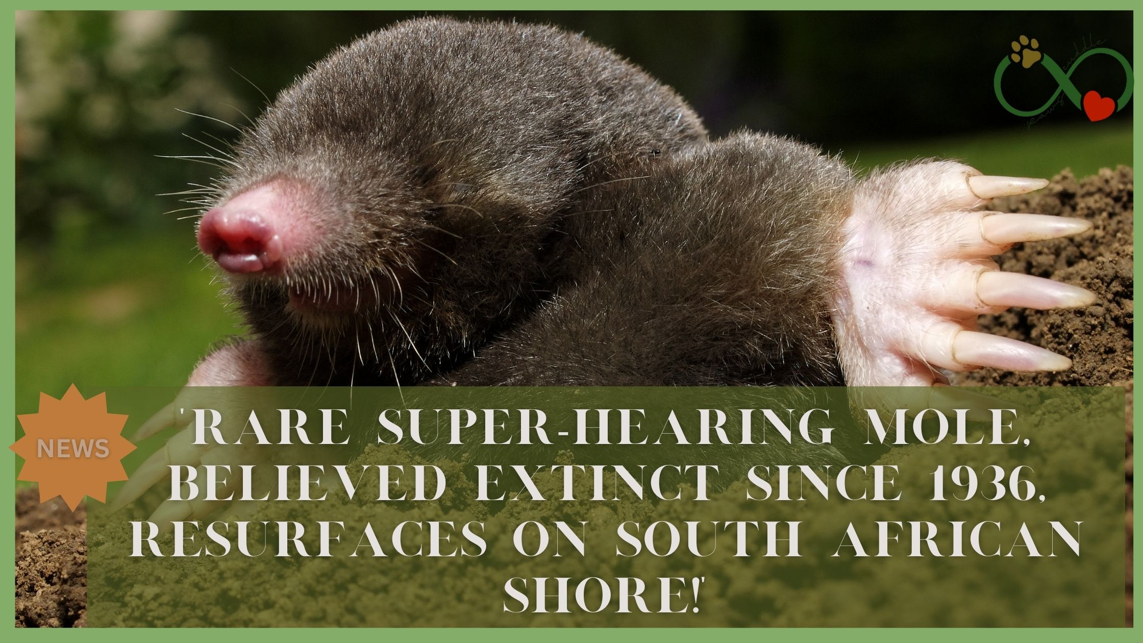 "Rare Super-Hearing Mole, Believed Extinct Since 1936, Resurfaces on South African Shore!"
