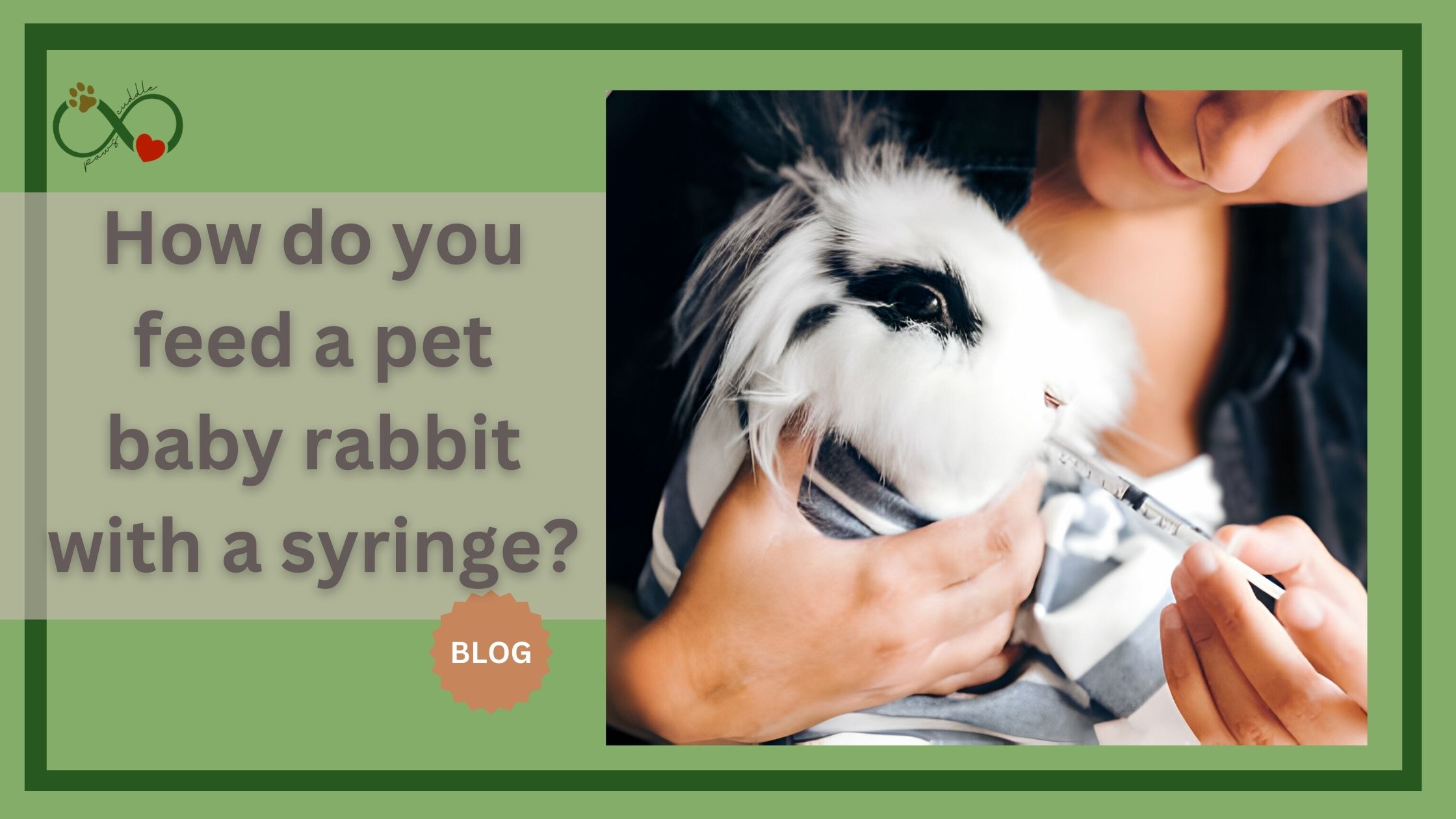 How do you feed a pet baby rabbit with a syringe?