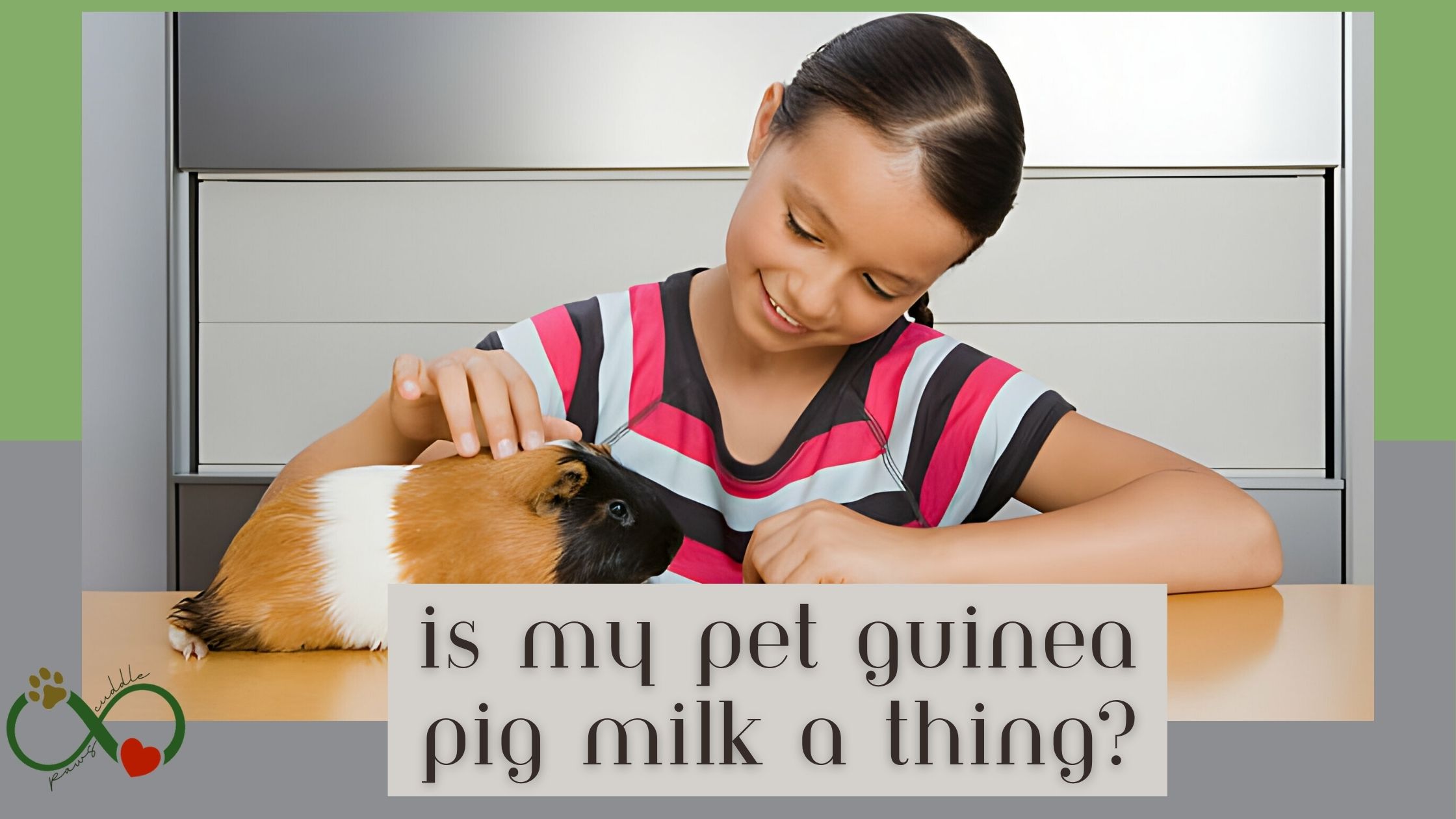 Is my pet guinea pig milk a thing?