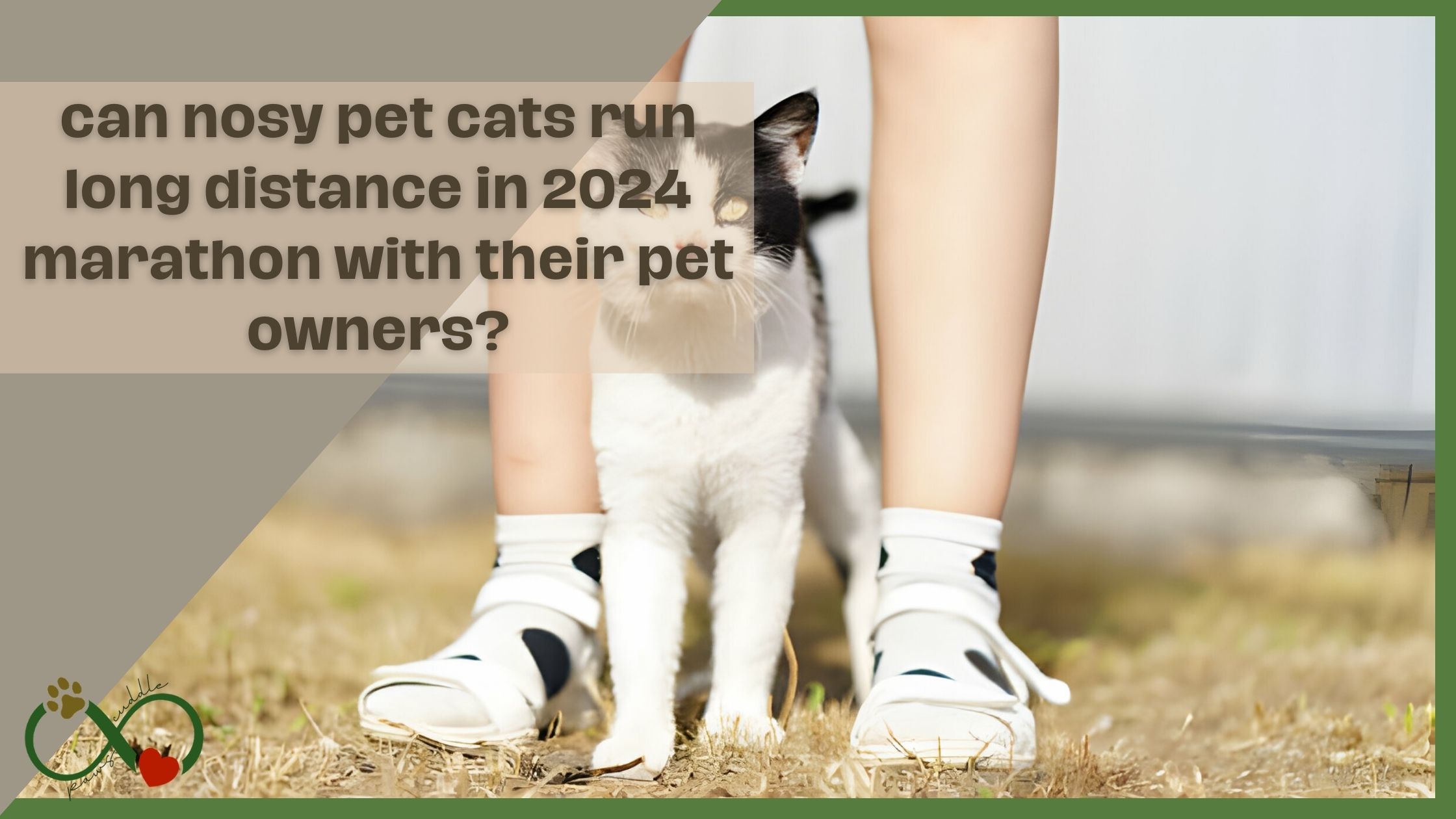 can nosy pet cats run long distance in 2024 marathon with their pet owners?