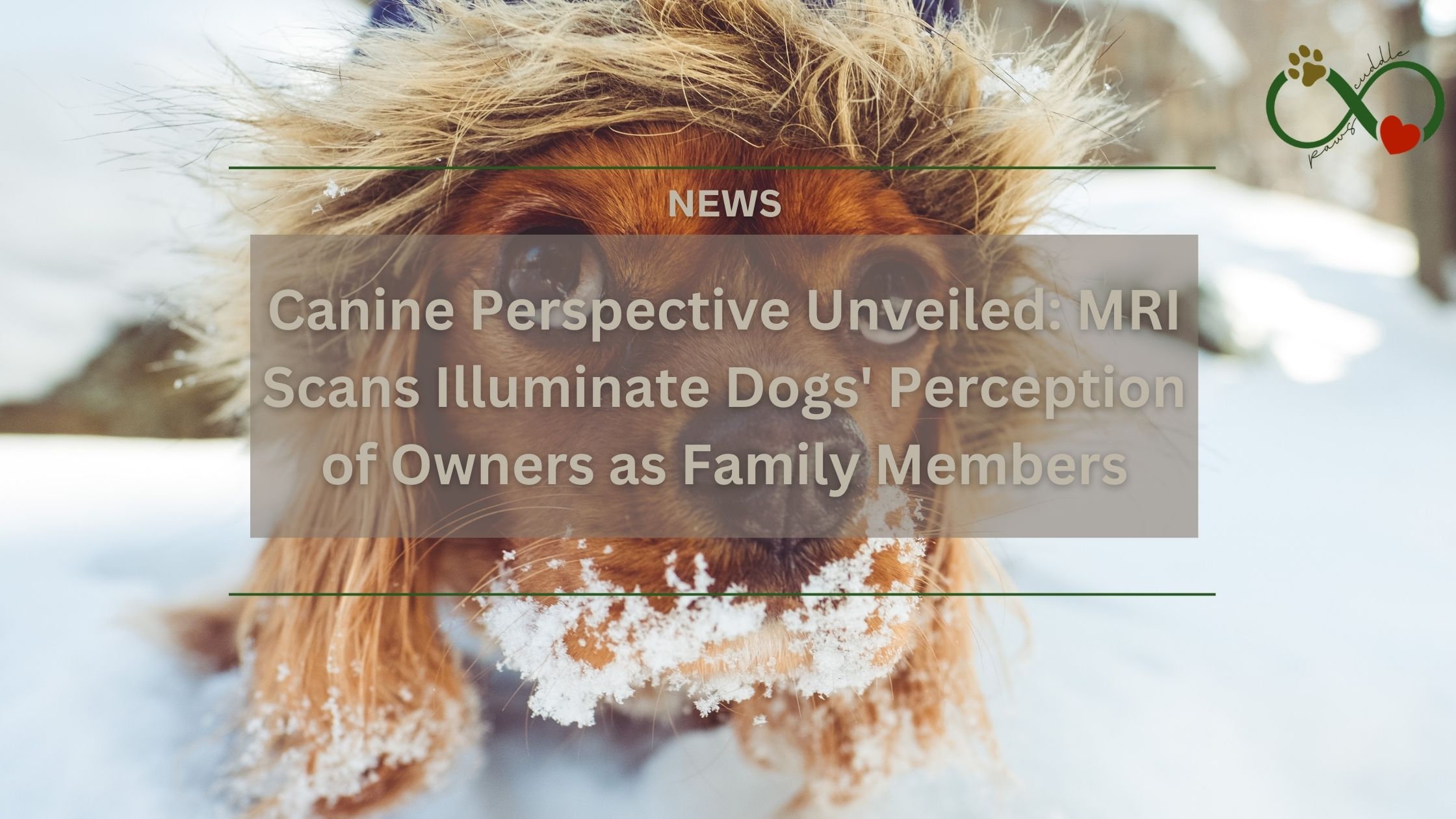 Canine Perspective Unveiled: MRI Scans Illuminate Dogs' Perception of Owners as Family Members