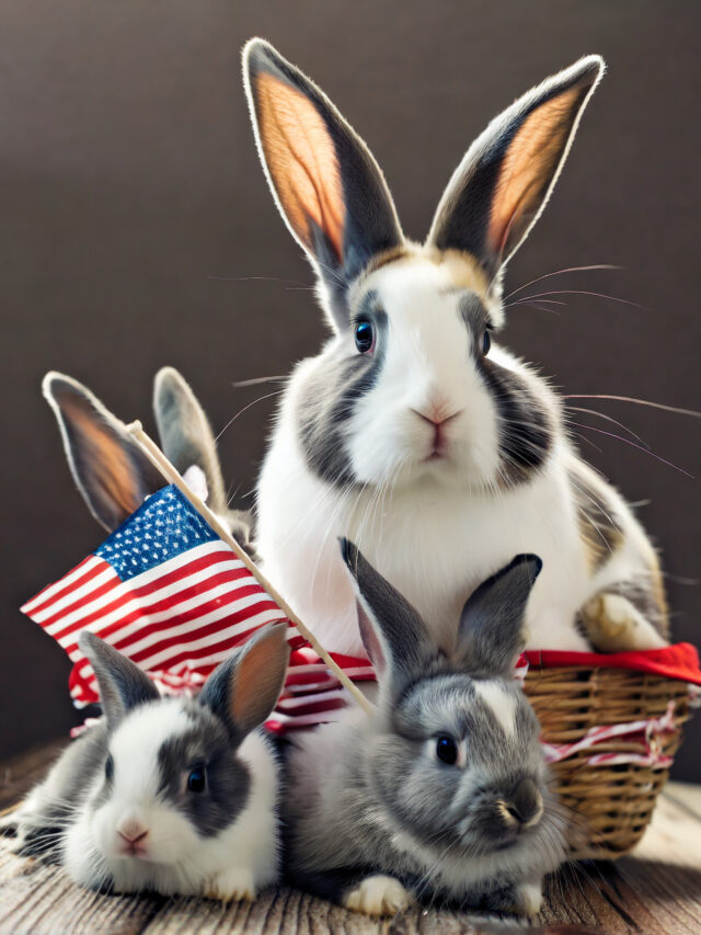 5 Best Rabbit Breeds for Pets in the USA